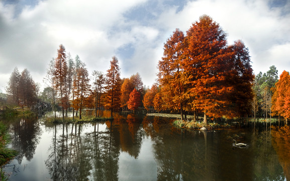 红杉树风景