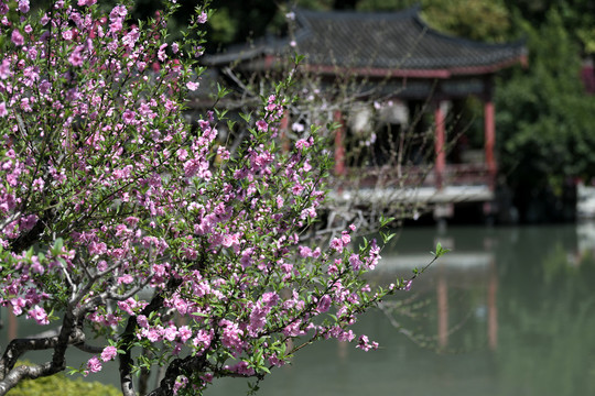 西湖桃花
