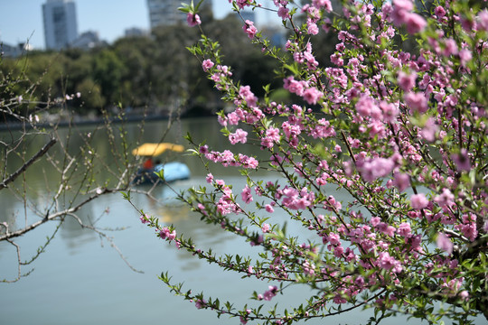 西湖桃花