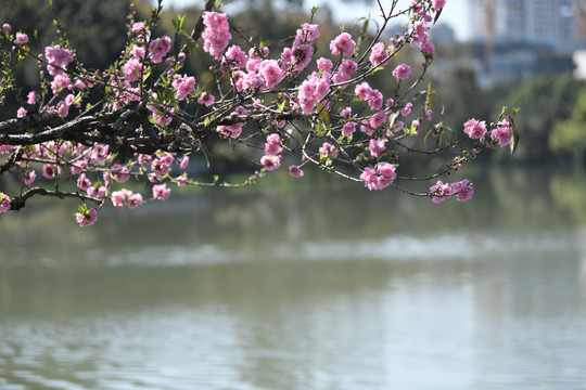 西湖桃花