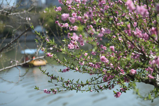 西湖桃花