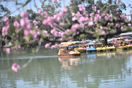 西湖桃花