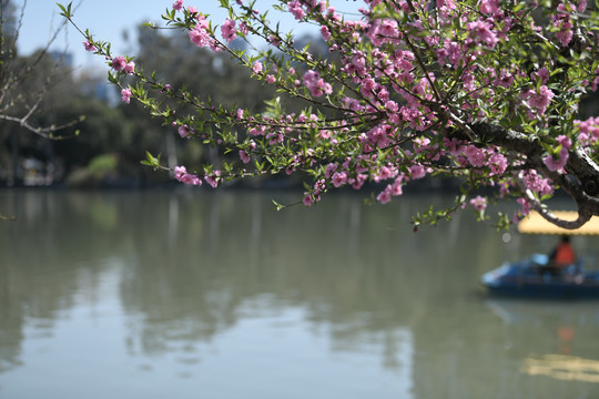 西湖桃花