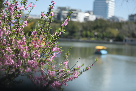 西湖桃花