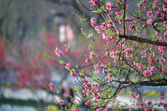 西湖桃花