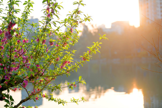 西湖桃花