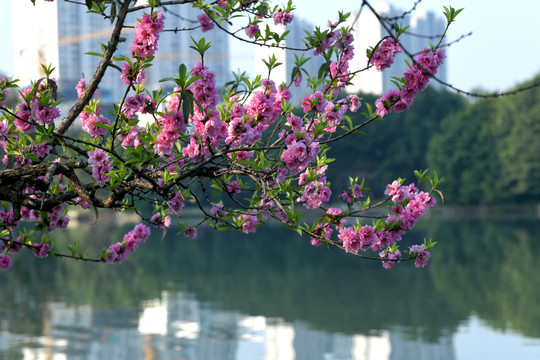 西湖桃花