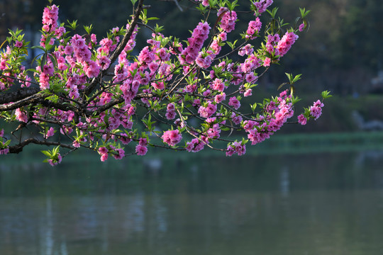 西湖桃花