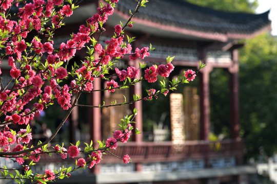 西湖桃花