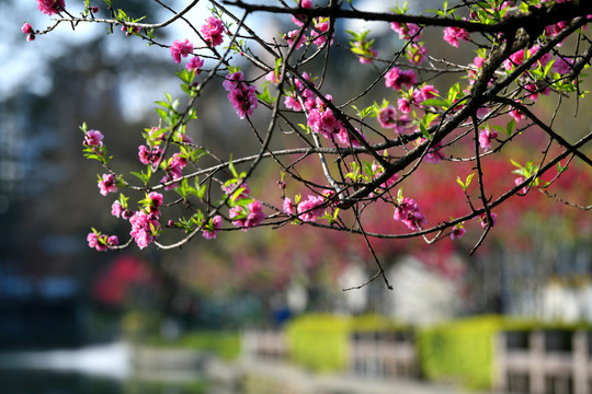 西湖桃花