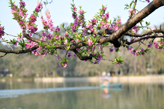 西湖桃花