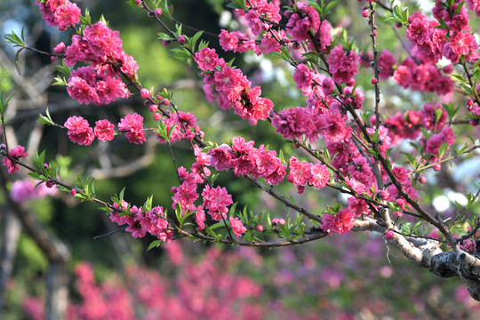 西湖桃花