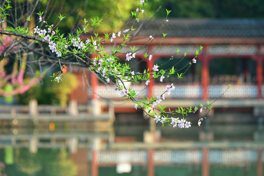 西湖桃花