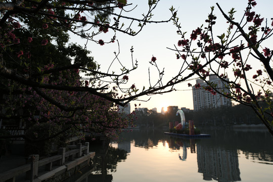 西湖桃花