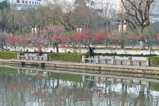 西湖桃花