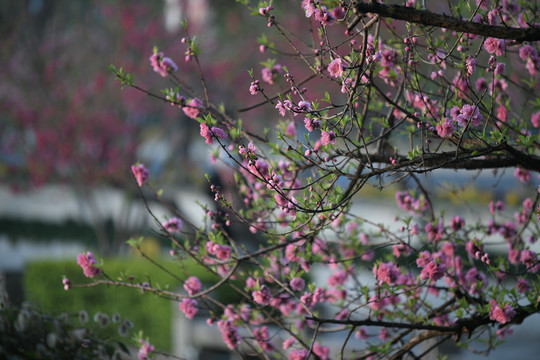 西湖桃花