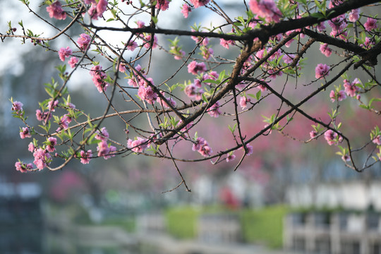 西湖桃花