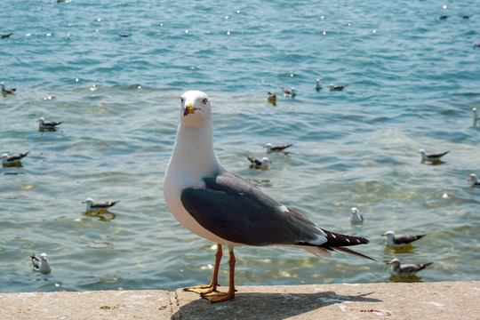 海鸥