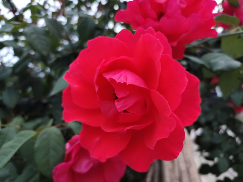 红色月季花
