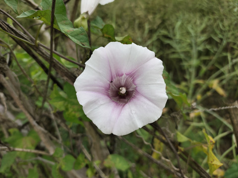 牵牛花特写