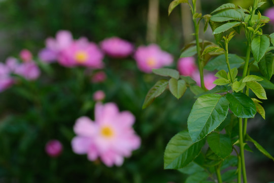 芍药花