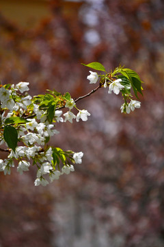 白樱花