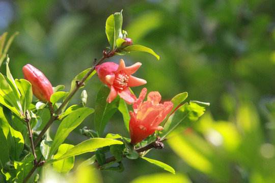 石榴花