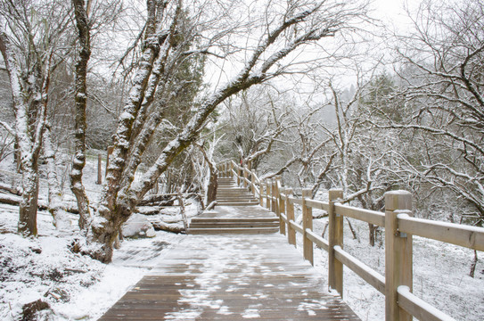 高原雪景