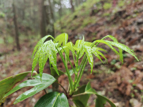 木荷枫鸭掌菜横图