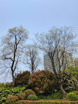 景观园林树木