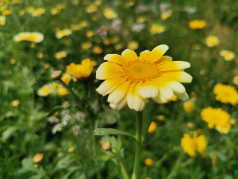 小菊花