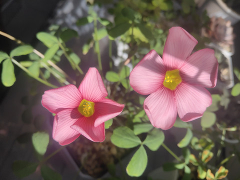 酢浆草粉色花朵梦幻感氛围感