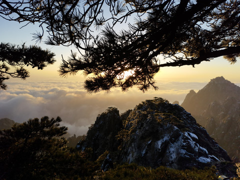 黄山松