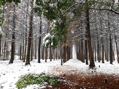 冬日树林雪景