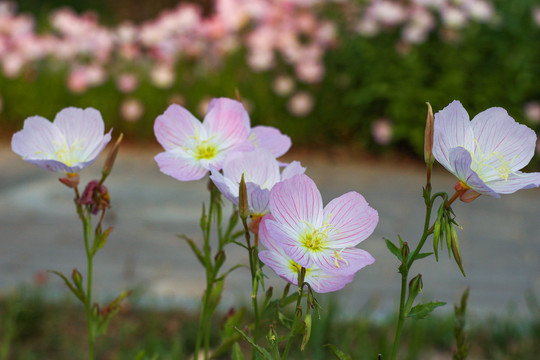 美丽月见花