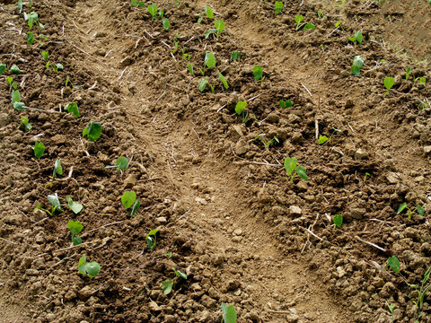 栽种干芋豆