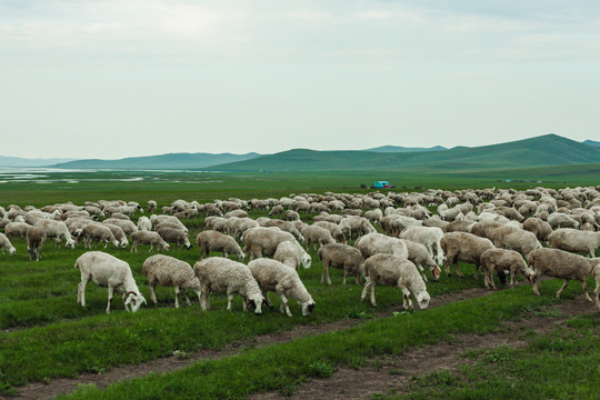 羊群绵羊夏季草原牧场