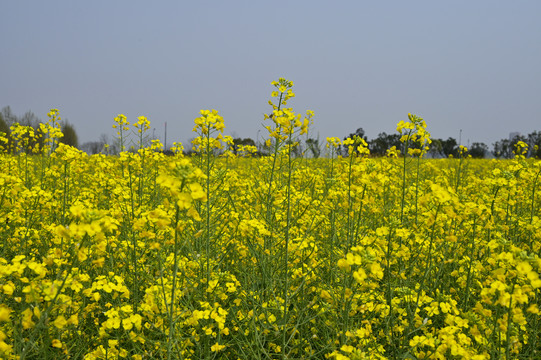 重庆广阳岛油菜花