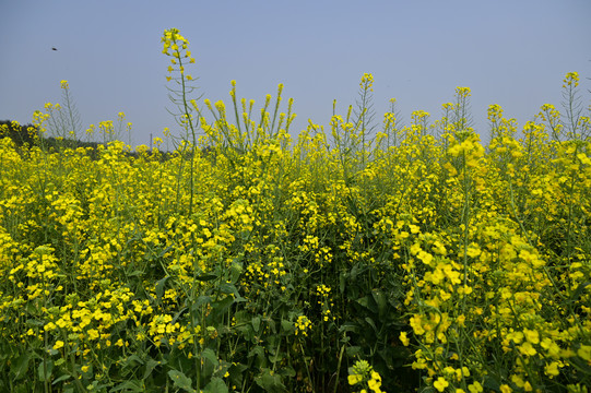 重庆广阳岛油菜花