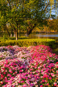 雏菊花园