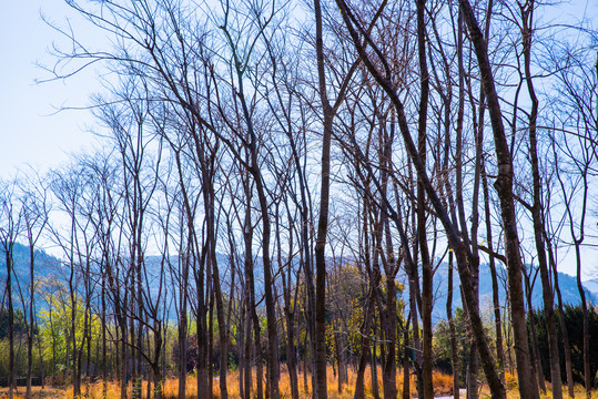 山村树干