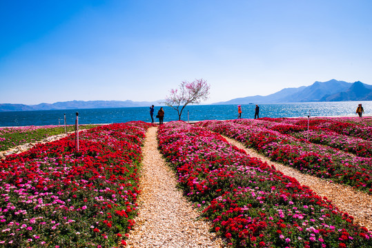 云南澄江抚海湾花田