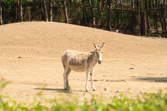 野驴