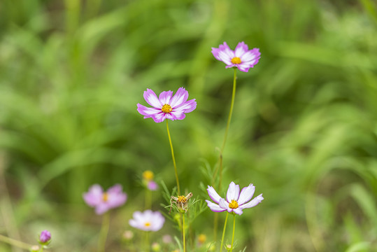 格桑花