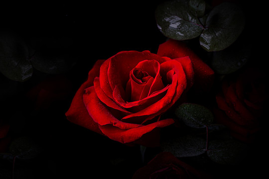 玫瑰花