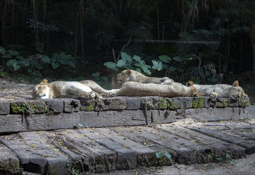 躺在地上休息的白虎
