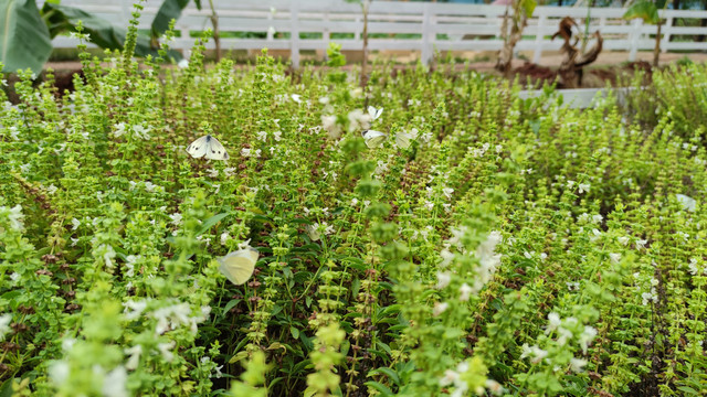 蝶恋花