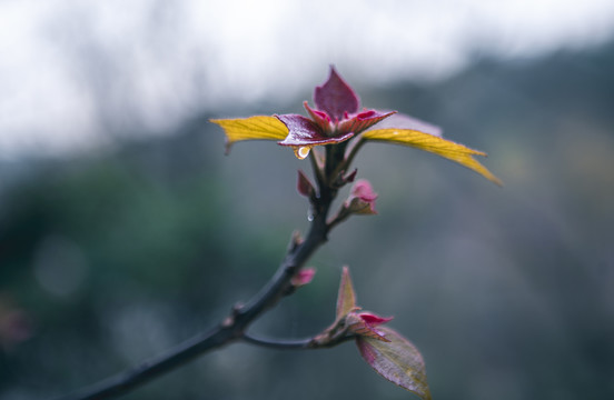 树叶嫩芽