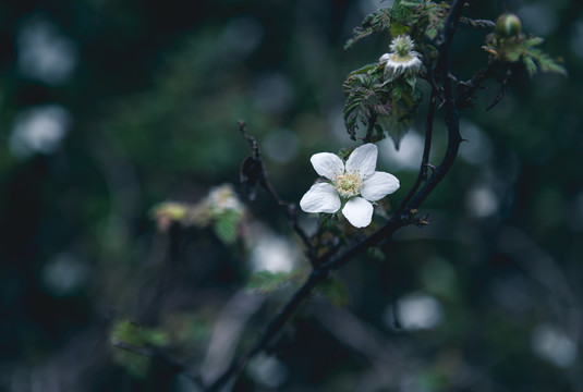 白色野菊花