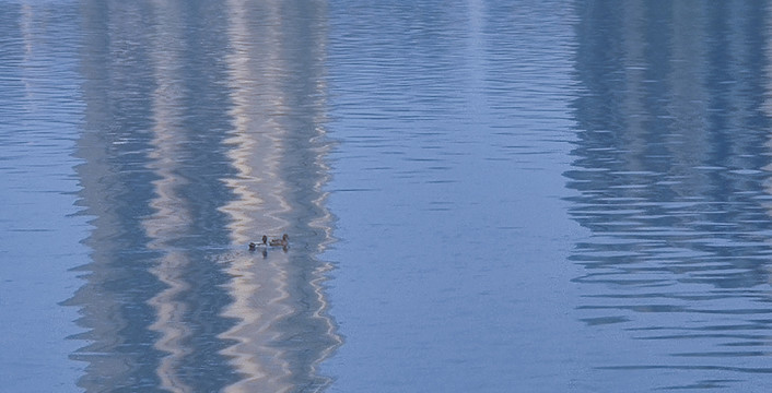 湖水小鸭